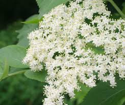 Attēlu rezultāti vaicājumam “Adoxaceae”