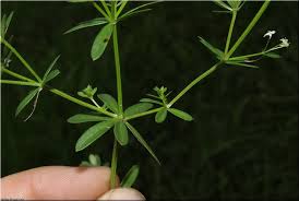 Attēlu rezultāti vaicājumam “Galium elongatum”