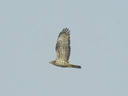 Attēlu rezultāti vaicājumam “Pernis apivorus adult”