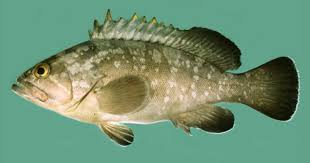 Image result for Polysteganus undulosus