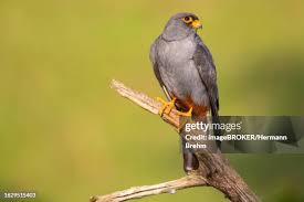 Image result for Falco vespertinus
