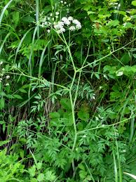 Attēlu rezultāti vaicājumam “Cicuta virosa leaf”
