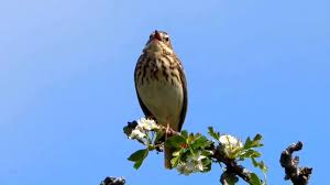 Attēlu rezultāti vaicājumam “Anthus trivialis adult”