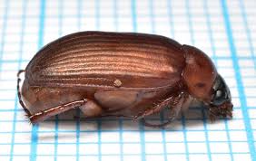 Attēlu rezultāti vaicājumam “Serica brunnea”