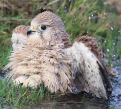 Image result for Abergele Harriers