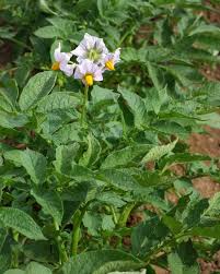 Attēlu rezultāti vaicājumam “Solanum tuberosum”