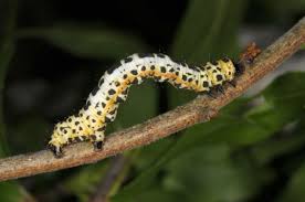 Attēlu rezultāti vaicājumam “Abraxas grossulariata pupa”