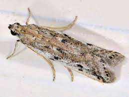 Attēlu rezultāti vaicājumam “Phycitodes binaevella”