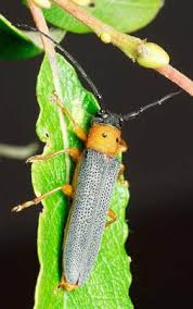 Attēlu rezultāti vaicājumam “Oberea oculata”