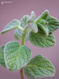 Image result for Origanum majorana