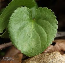 Attēlu rezultāti vaicājumam “Viola odorata leaf”