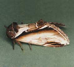 Attēlu rezultāti vaicājumam “Pheosia gnoma”