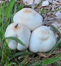 Attēlu rezultāti vaicājumam “Metatrichia floriformis stalked”