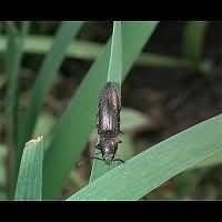 Attēlu rezultāti vaicājumam “Cidnopus aeruginosus”