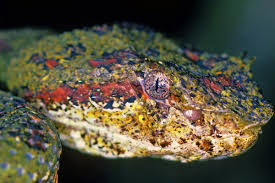 Attēlu rezultāti vaicājumam “Serpentes”