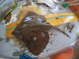 Image result for Dipturus laevis