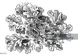 Attēlu rezultāti vaicājumam “Parmelina tiliacea”
