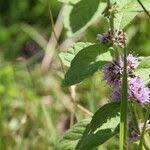 Attēlu rezultāti vaicājumam “Mentha x verticillata leaf”