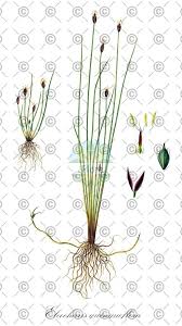 Attēlu rezultāti vaicājumam “Eleocharis quinqueflora”