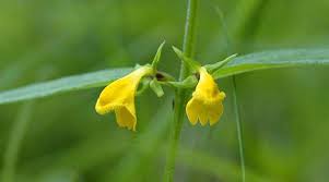 Attēlu rezultāti vaicājumam “Melampyrum sylvaticum flower”
