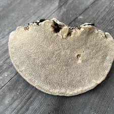 Attēlu rezultāti vaicājumam “Trametes gibbosa”