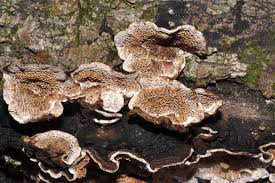 Attēlu rezultāti vaicājumam “Datronia mollis”