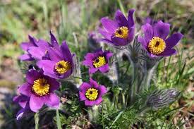 Attēlu rezultāti vaicājumam “Pulsatilla vulgaris flower”