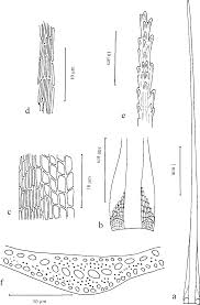 Attēlu rezultāti vaicājumam “Dicranodontium denudatum”