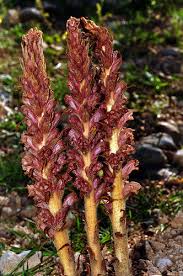 Attēlu rezultāti vaicājumam “Orobanche elatior flower”
