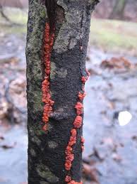 Attēlu rezultāti vaicājumam “Peniophora rufa”