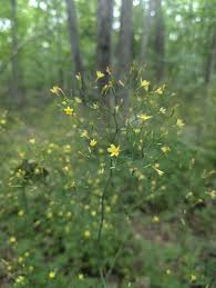 Attēlu rezultāti vaicājumam “Mycelis muralis flower”