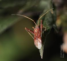 Attēlu rezultāti vaicājumam “Phytocoris varipes”