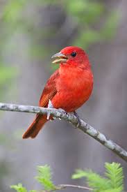 Image result for Piranga rubra