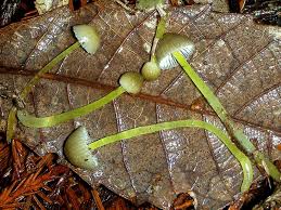 Attēlu rezultāti vaicājumam “Mycena viscosa”