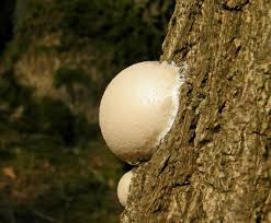 Attēlu rezultāti vaicājumam “Reticularia lycoperdon”