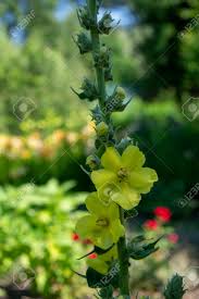 Attēlu rezultāti vaicājumam “Verbascum densiflorum bud”