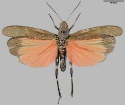 Attēlu rezultāti vaicājumam “Psophus stridulus”