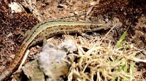 Attēlu rezultāti vaicājumam “Lacerta vivipara female”