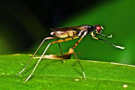 Attēlu rezultāti vaicājumam “Micropezidae”