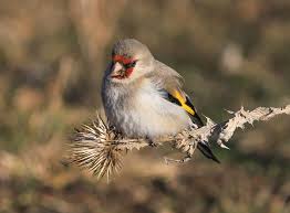 Attēlu rezultāti vaicājumam “Carduelis carduelis”