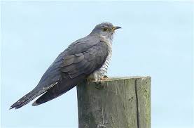 Image result for Ukc Falcons