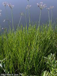 Attēlu rezultāti vaicājumam “Butomus umbellatus fruit”