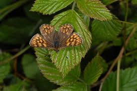 Attēlu rezultāti vaicājumam “Hamearis lucina underside”