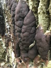 Attēlu rezultāti vaicājumam “Amaurochaete fusiformis”