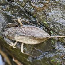 Attēlu rezultāti vaicājumam “Nepa cinerea imago”