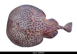 Image result for Torpedo marmorata