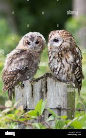 Image result for Strix aluco