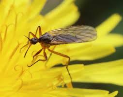 Attēlu rezultāti vaicājumam “Empididae”