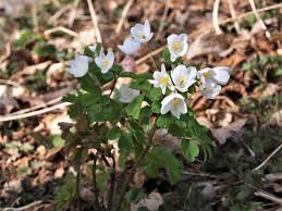 Attēlu rezultāti vaicājumam “Isopyrum thalictroides flower”