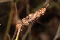 Attēlu rezultāti vaicājumam “Diastrophus rubi”